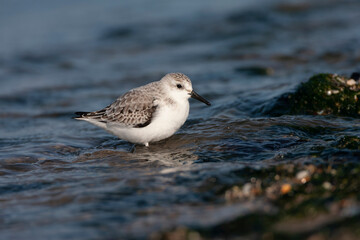 Sanderling, Calidris alba