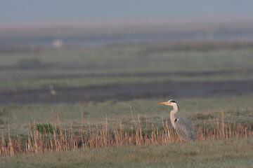 Grey Heron, Ardea cinerea
