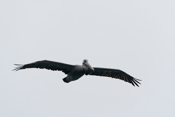 Brown Pelican, Pelecanus occidentalis californicus