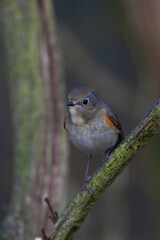 Red-flanked Bluetail, Tarsiger cyanurus