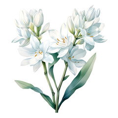 Tuberose, Flowers, Watercolor illustrations