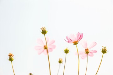 Beautiful Pink Cosmos flowers with natural sun light for nature background