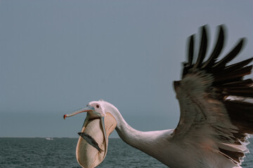 Pelikan Fütterung