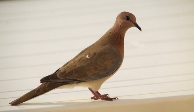 ave juriti pupu - Leptotila verreauxi