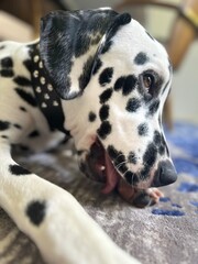 close up of a dalmatian puppy