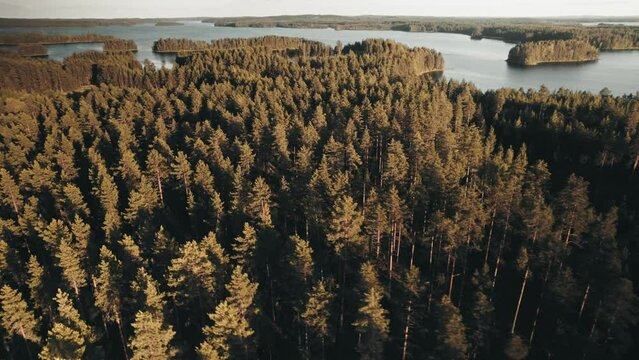 Drone flying low over forest at sunset, Finland