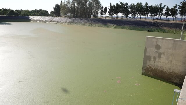 Large pool of dirty wastewater with grease on surface