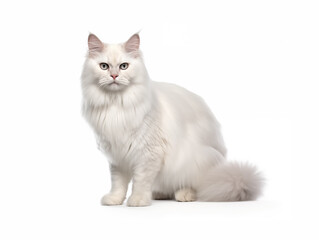 Purebred cat of the Angora breed in full growth. Isolated on a white background.