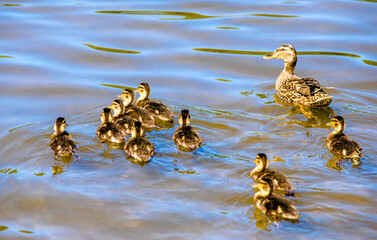 wild duck and eight little ducklings
