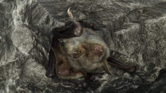 Close up strange animal Greater mouse-eared bat pair Myotis myotis hanging upside down in the hole of the cave and waking up just after  hibernation. Wildlife photography.