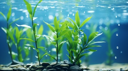 Dracaena sanderiana, also known as Lucky Bamboo, growing beautifully in a serene aquatic environment with crystal-clear water. - obrazy, fototapety, plakaty
