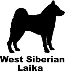 West Siberian Laika Dog silhouette dog breeds logo dog monogram logo dog face vector