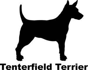Tenterfield Terrier. Dog silhouette dog breeds logo dog monogram logo dog face vector
