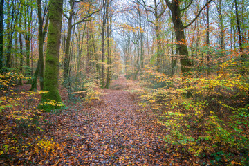 Chemin en foret en automne. Un sentier qui 'enfonce dans la nature au milieu des feuilles colorées, entouré de grands arbres.