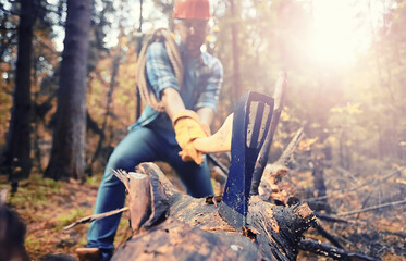 Male worker with an ax chopping a tree in the forest. - obrazy, fototapety, plakaty