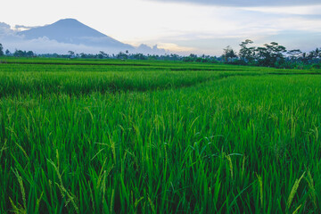 rice field scenery in the morning after rain 