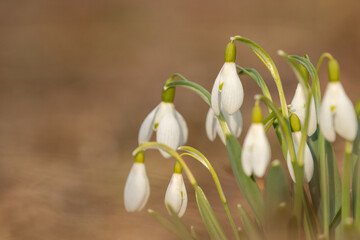 Beautiful early springflowers, Common snowdrops, Galanthus nivalis blooming on a sunny spring day