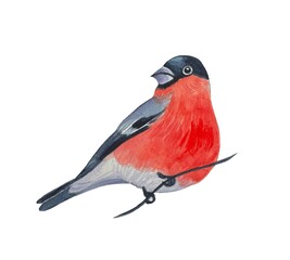 Bullfinch on a branch, watercolor illustration on a white background