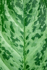 Green on green pattern of a variegated plant leaf