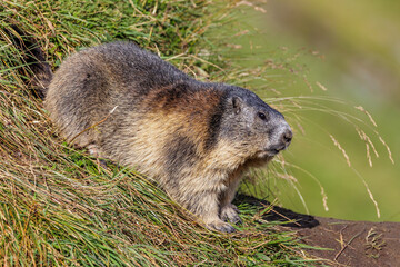 Alpenmurmeltier (Marmota marmota)