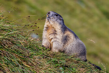 Alpenmurmeltier (Marmota marmota)