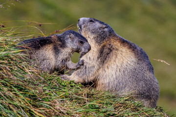 Alpenmurmeltier (Marmota marmota)