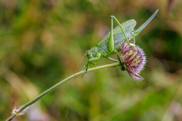 Zwitscherschrecke (Tettigonia cantans) Weibchen