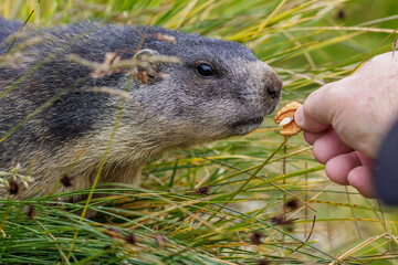 Alpenmurmeltier (Marmota marmota) wird mit Walnuss gefüttert