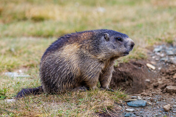 Naklejka na ściany i meble Alpenmurmeltier (Marmota marmota)