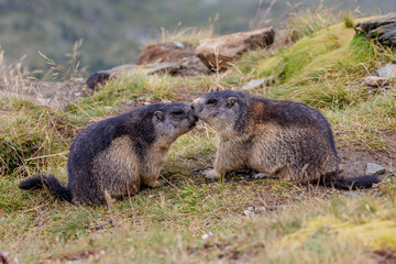 Alpenmurmeltier (Marmota marmota)