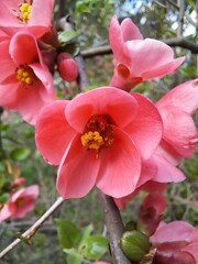 Pink and red flowers