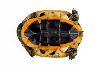 Rotkopf-Plattschildkröte // Twist-necked turtle, flat-headed turtle (Platemys platycephala)