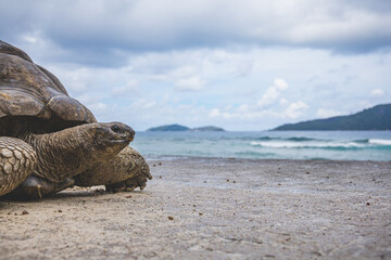 Portrait of a beautiful giant tortoise in the Seychelles, stretching her neck and looking at the sea behind her. Animal wildlife protection and conservation. With copyspace.