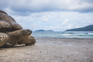 Portrait of a beautiful giant tortoise in the Seychelles, stretching her neck and looking at the...