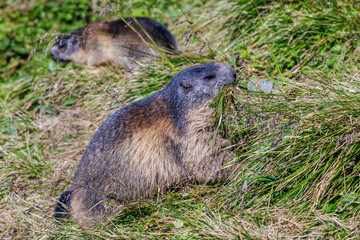 Alpenmurmeltier (Marmota marmota)