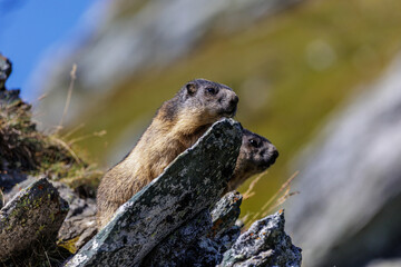 Alpenmurmeltier (Marmota marmota)