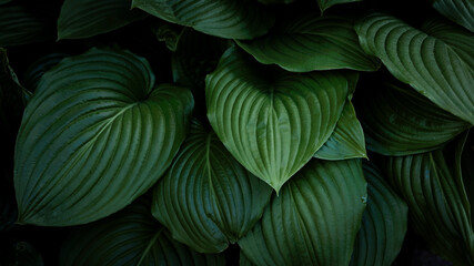The tropical leaves of Spathiphyllum cannifolium, abstract green dark texture, nature background