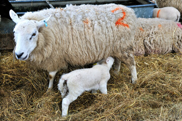 New born lamb feeding from mother © robert
