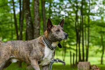 Naklejka premium Brown dog playing in a green park