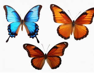 Obraz premium This set of three beautiful tropical butterflies Ulysses with wings spread and in flight is isolated on a white background