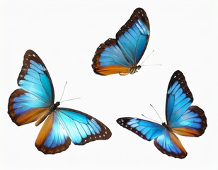 This set of three beautiful tropical butterflies Ulysses with wings spread and in flight is isolated on a white background
