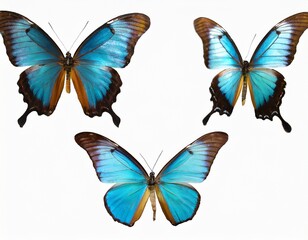 Obraz premium This set of three beautiful tropical butterflies Ulysses with wings spread and in flight is isolated on a white background