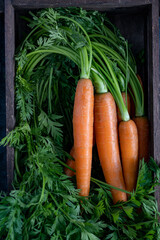 Fresh carrots with leaves on rustic wooden board top view