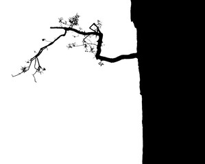 Black silhuette of a tree growing from a cliff