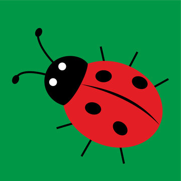 cute ladybug, ladybird double dot, beetle, vector illustration, red color on green background