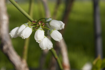 White flowers on blueberry stem