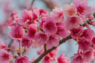 cherry blossom tree close-up photography 