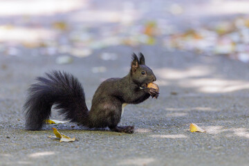 Eichhörnchen (Sciurus vulgaris)