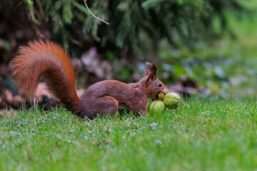 Eichhörnchen (Sciurus vulgaris) mit Hickorynüßen