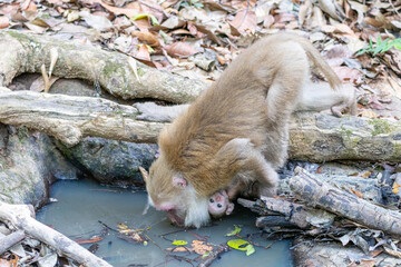 monkey in the water, Thailand. (macaca fascicularis)